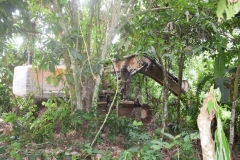 Operation Vanguard Operations at Amansie West, Chensidanho in the Wassa Amenfi West District 2018-06-25 at 15.05.12